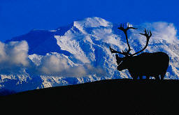 Denali Caribou