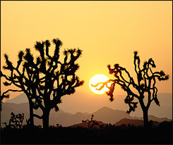 Joshua Tree, California